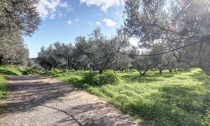 DIRECT HIGHWAY ACCESS & AMONG THE OLIVE GROVES