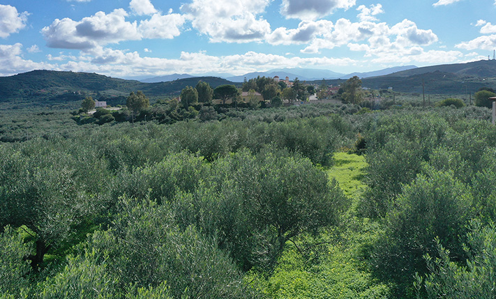 DIRECT HIGHWAY ACCESS & AMONG THE OLIVE GROVES