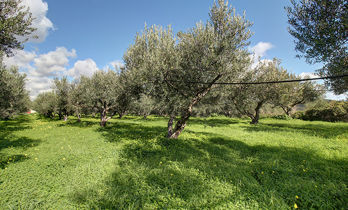 DIRECT HIGHWAY ACCESS & AMONG THE OLIVE GROVES