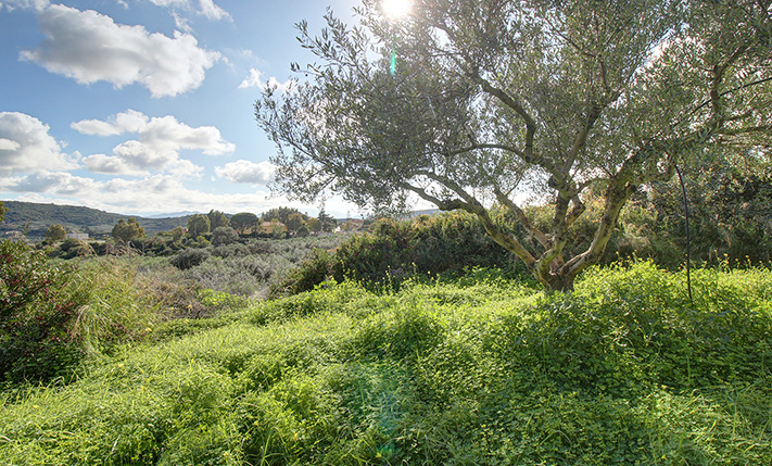 DIRECT HIGHWAY ACCESS & AMONG THE OLIVE GROVES