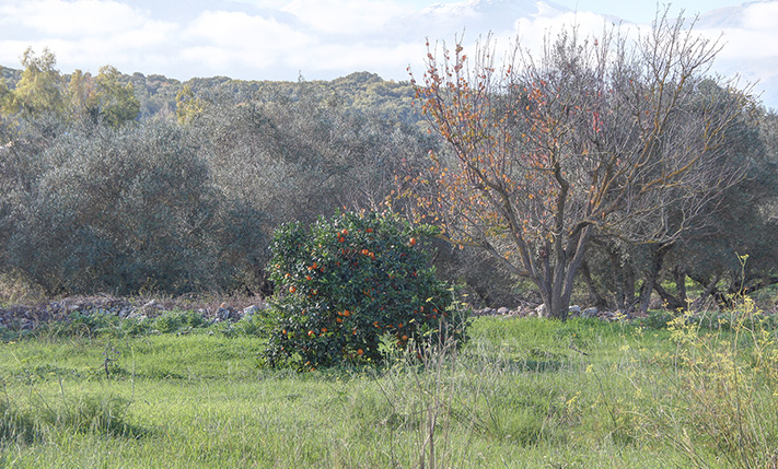 COMMERCIAL VALUE NEAR VAMOS TOWN CENTER