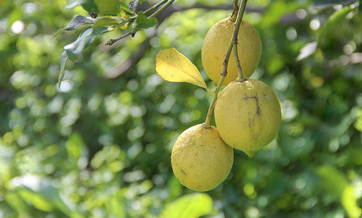 COMMERCIAL VALUE NEAR VAMOS TOWN CENTER