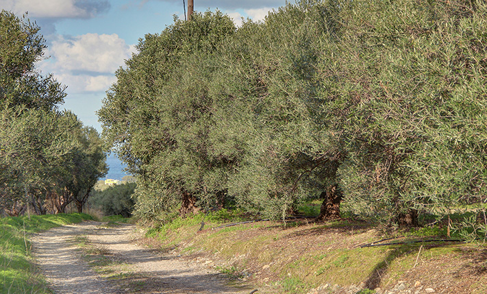 ΚΑΛΟ ΣΧΗΜΑ ΚΑΙ ΕΞΑΙΡΕΤΙΚΗ ΔΥΤΙΚΗ ΚΛΙΣΗ