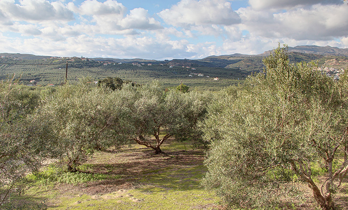 CONVENIENT SHAPE AND A MILD WEST-FACING SLOPE