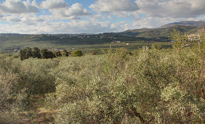 CONVENIENT SHAPE AND A MILD WEST-FACING SLOPE