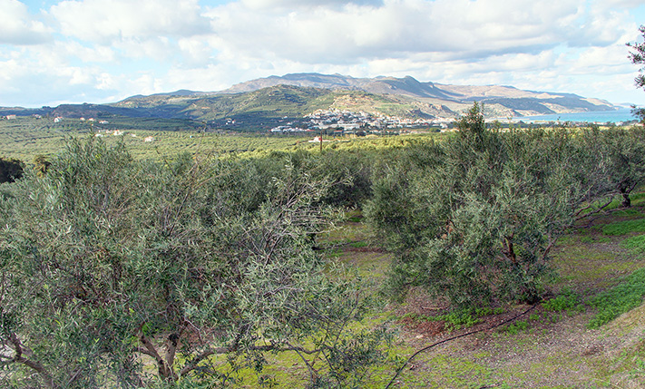 CONVENIENT SHAPE AND A MILD WEST-FACING SLOPE