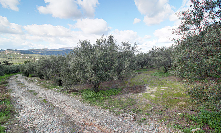 CONVENIENT SHAPE AND A MILD WEST-FACING SLOPE