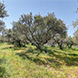 PLS2246 - image 3 PLS2246 - image 3