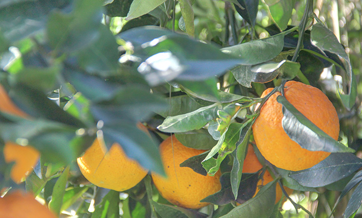 PERMIT-READY LAND WITH A MODERN HOUSE DESIGN