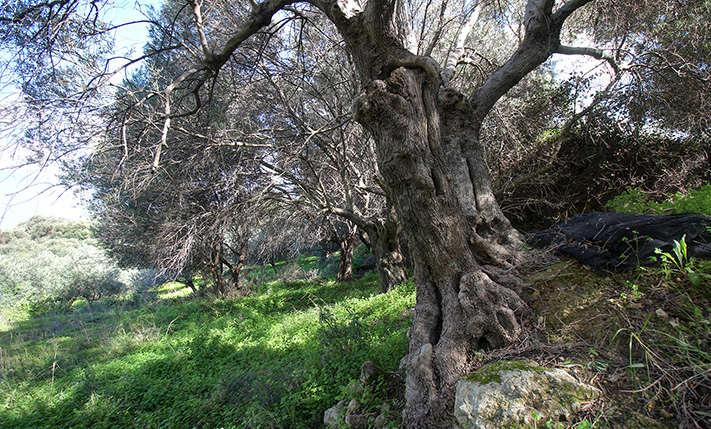 ON A RIDGE WITH SOUTH & NORTH FACING VIEWS