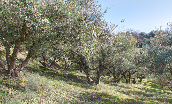 ΕΞΑΣΦΑΛΙΣΜΕΝΗ ΔΟΜΗΣΗ & ΠΑΝΟΡΑΜΙΚΗ ΘΕΑ