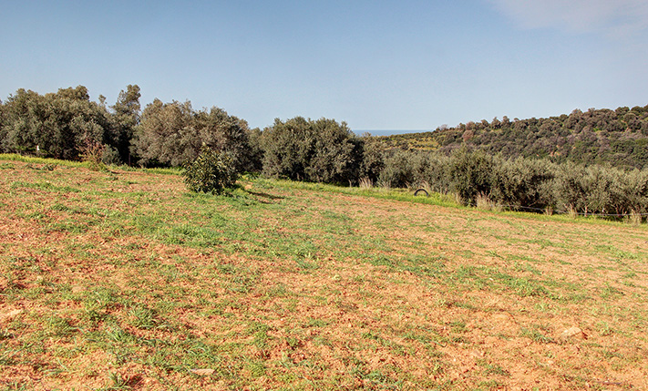 CONVENIENTLY SLOPED FOR AVOCADO OR OLIVE TREES