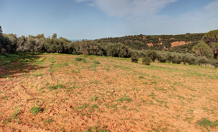 CONVENIENTLY SLOPED FOR AVOCADO OR OLIVE TREES