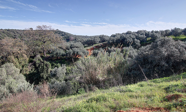 CONVENIENTLY SLOPED FOR AVOCADO OR OLIVE TREES