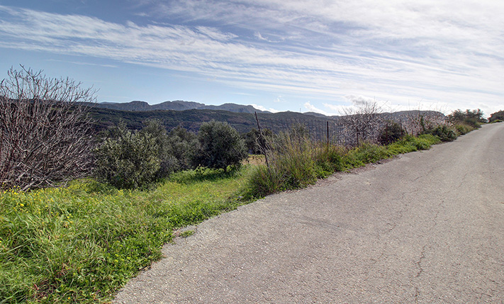 ΝΕΑΡΟΣ ΕΛΑΙΩΝΑΣ ΣΕ ΧΩΡΑΦΙ ΜΕ ΘΕΑ
