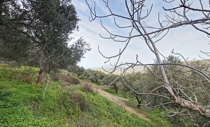 ΕΛΑΙΩΝΑΣ ΜΕ ΘΕΑ ΘΑΛΑΣΣΑ ΣΕ ΗΣΥΧΗ ΘΕΣΗ