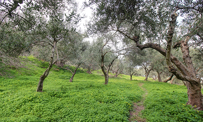ΕΛΑΙΩΝΑΣ ΜΕ ΘΕΑ ΘΑΛΑΣΣΑ ΣΕ ΗΣΥΧΗ ΘΕΣΗ