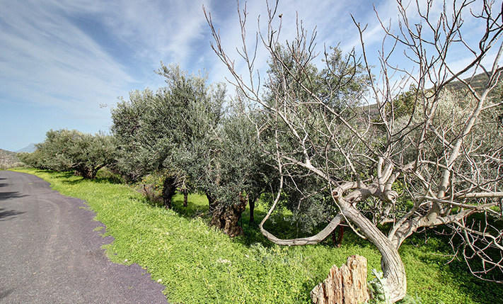 ΕΠΙΠΕΔΟ ΧΩΡΑΦΙ ΜΕ ΑΣΦΑΛΤΟ