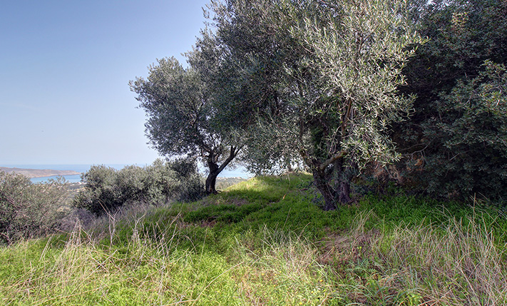 ΜΙΑ ΚΟΡΥΦΗ ΛΟΦΟΥ ΜΕΣΑ ΣΤΟΥΣ ΕΛΑΙΩΝΕΣ