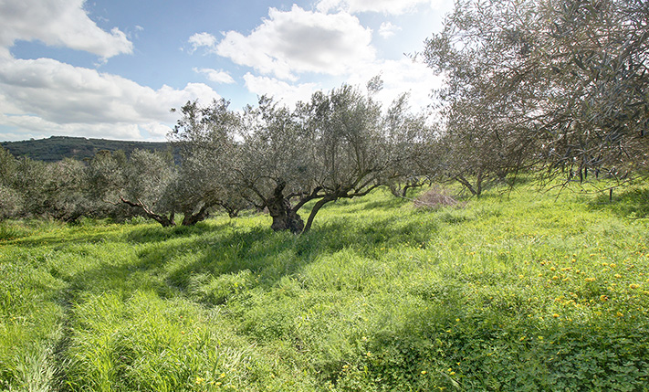 ΓΩΝΙΑΚΟ ΚΑΙ ΑΡΤΙΟ ΣΤΟ ΟΡΙΟ ΤΟΥ ΟΙΚΙΣΜΟΥ