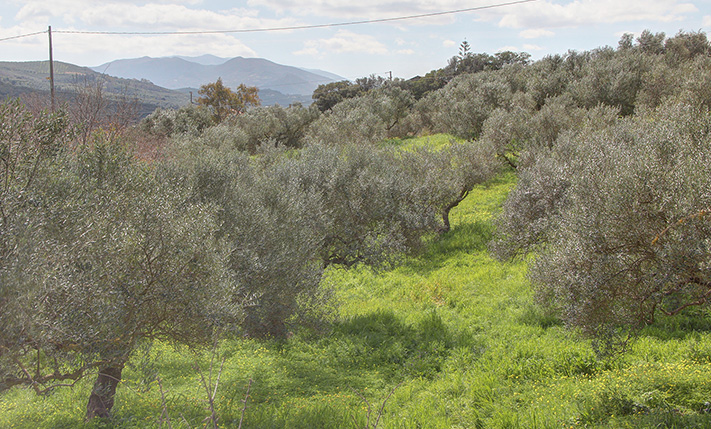 CORNER WITH SECURED BUILDABILITY AT THE VILLAGE FRINGE