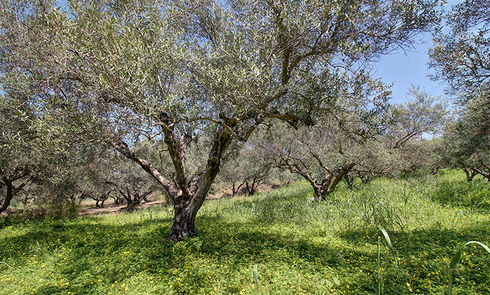 MILD SLOPE, A NICE SHAPE & VIEWS FROM UPSTAIRS