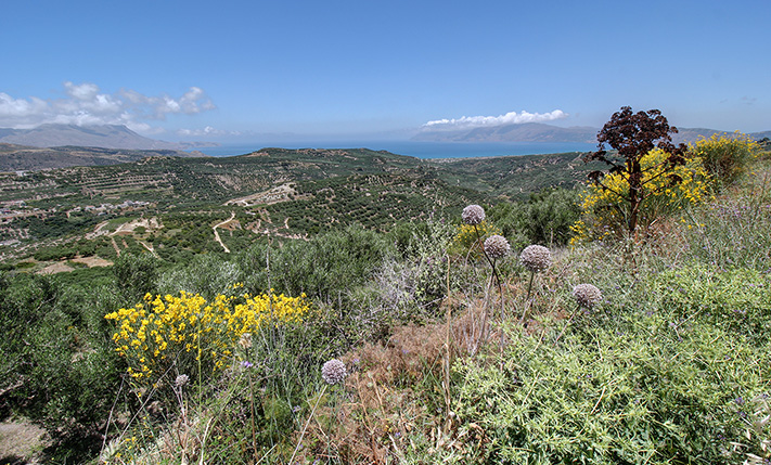 ΠΕΡΙΠΟΙΗΜΕΝΟΣ ΕΛΑΙΩΝΑΣ ΝΟΤΙΑ ΤΗΣ ΚΙΣΣΑΜΟΥ