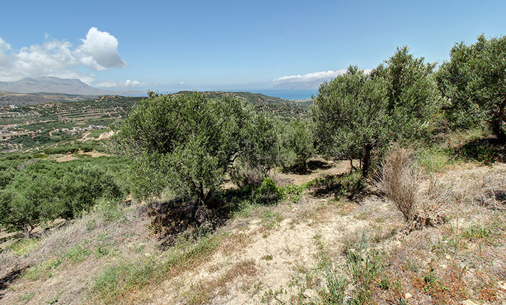 40 ΕΛΑΙΟΔΕΝΤΡΑ ΣΕ ΑΝΑΒΑΘΜΙΔΕΣ
