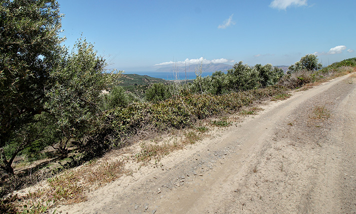 40 ΕΛΑΙΟΔΕΝΤΡΑ ΣΕ ΑΝΑΒΑΘΜΙΔΕΣ