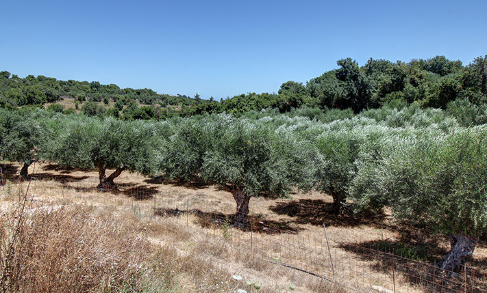 TRANQUIL OLIVE GROVE NEAR GAVALOCHORI