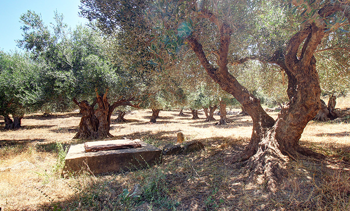 TRANQUIL OLIVE GROVE NEAR GAVALOCHORI