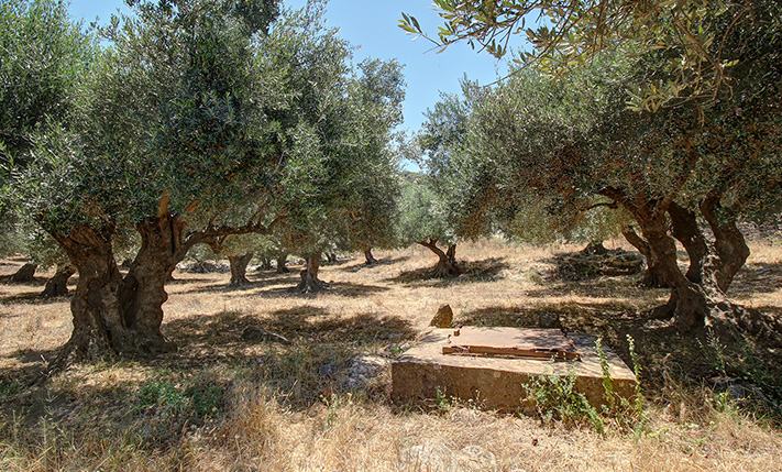 TRANQUIL OLIVE GROVE NEAR GAVALOCHORI
