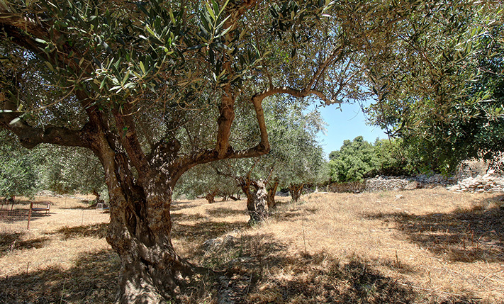 TRANQUIL OLIVE GROVE NEAR GAVALOCHORI
