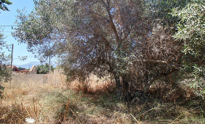 ΠΡΟΣΟΨΗ ΣΕ ΜΙΚΡΗ ΠΛΑΤΕΙΑ & ΚΑΛΟΣ ΠΡΟΣΑΝΑΤΟΛΙΣΜΟΣ