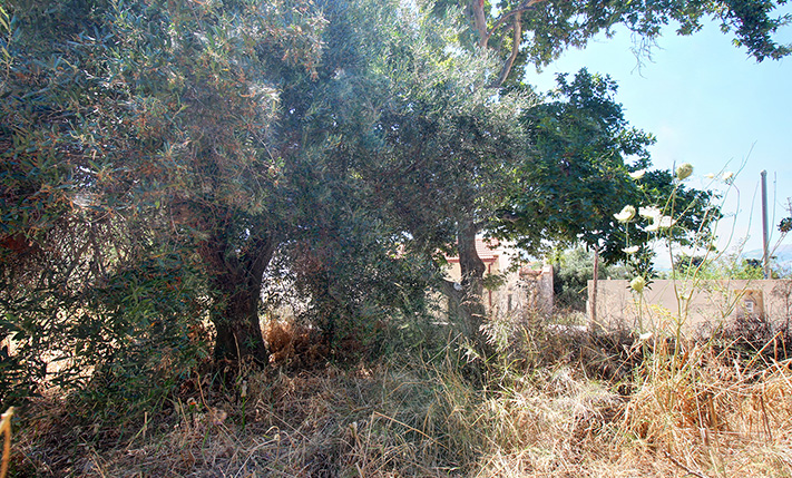ΠΡΟΣΟΨΗ ΣΕ ΜΙΚΡΗ ΠΛΑΤΕΙΑ & ΚΑΛΟΣ ΠΡΟΣΑΝΑΤΟΛΙΣΜΟΣ