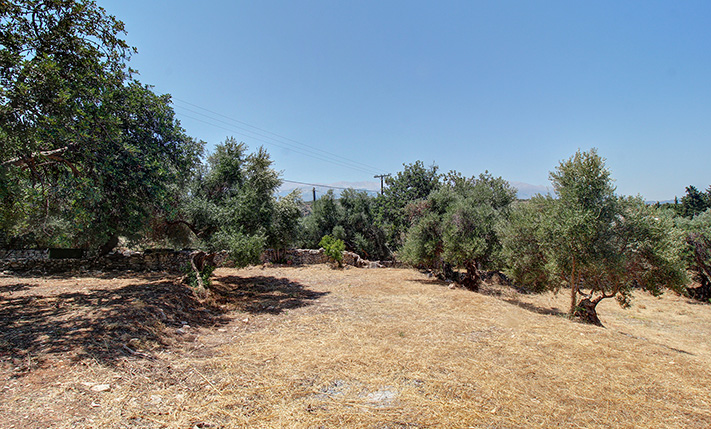 A SMALL CORNER OLIVE GROVE IN A TRADITIONAL VILLAGE