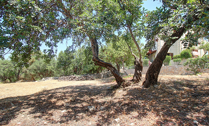 A SMALL CORNER OLIVE GROVE IN A TRADITIONAL VILLAGE