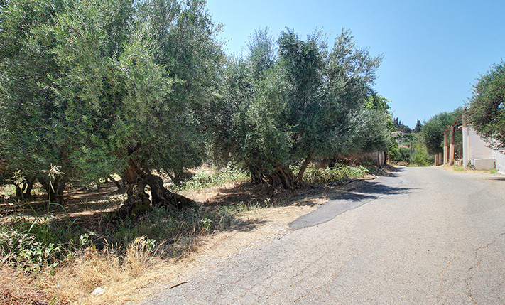ΕΛΑΙΩΝΑΣ ΜΕ ΓΡΑΦΙΚΗ ΘΕΑ ΑΠΟ ΤΟΝ ΟΡΟΦΟ