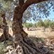 PLS2311 - image 4 PLS2311 - image 4