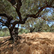 PLS2317 - image 7 PLS2317 - image 7