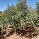 PLS2318 - image 3 PLS2318 - image 3