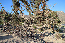Kedrodasos Strand in Elafonisi, Chania, Kreta