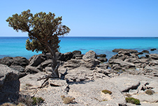 Kedrodasos Strand in Elafonisi, Chania, Kreta