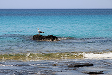 Kedrodasos Strand in Elafonisi, Chania, Kreta