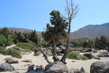 Kedrodasos Strand in Elafonisi, Chania, Kreta